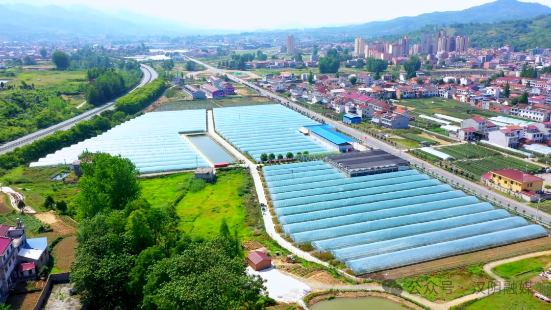 汉阴：大棚黄瓜抢鲜上市 “蔬”写夏日好丰景